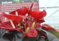 Delicata heeft met haar donkergroene, bijna zwarte bladeren in combinatie met de donkerrood gekleurde bloemen een ‘delicate’ uitstraling. Een sierlijke en verfijnde plant die past in de huidige botanische trend.   